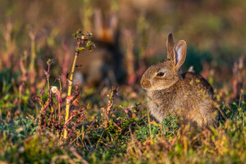  jeunes lapereaux de Lapin de garenne (Lapin commun, Oryctolagus cuniculus)