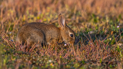  jeunes lapereaux de Lapin de garenne (Lapin commun, Oryctolagus cuniculus)