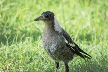 An Australian Magpie that looks angry.