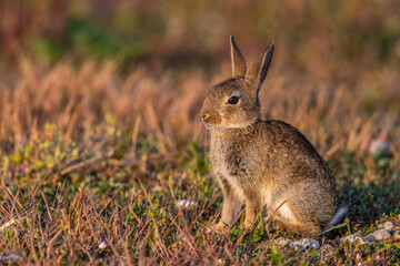  jeunes lapereaux de Lapin de garenne (Lapin commun, Oryctolagus cuniculus)