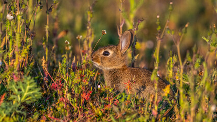  jeunes lapereaux de Lapin de garenne (Lapin commun, Oryctolagus cuniculus)