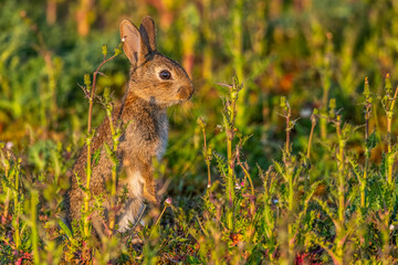  jeunes lapereaux de Lapin de garenne (Lapin commun, Oryctolagus cuniculus)