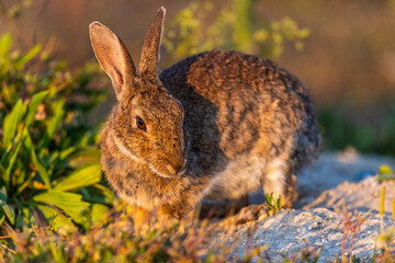 Lapin de garenne (Lapin commun, Oryctolagus cuniculus)