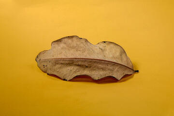 Dead Dry leaf isolated on Yellow background autumn leaves