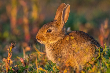  jeunes lapereaux de Lapin de garenne (Lapin commun, Oryctolagus cuniculus)