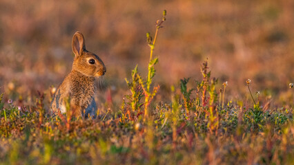  jeunes lapereaux de Lapin de garenne (Lapin commun, Oryctolagus cuniculus)