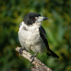 A Grey Butcherbird looking fierce and aggressive.
