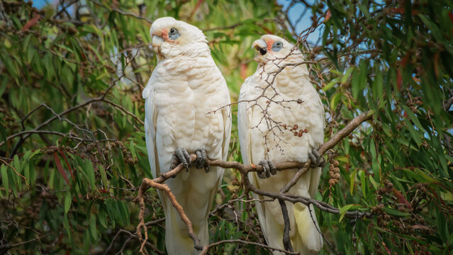 Two Little Corellas - parent trying to ignore junior's  nagging for food.