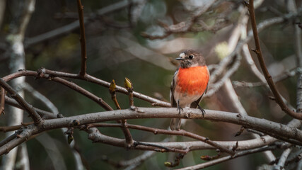 A Scarlet Robbin looking for company.