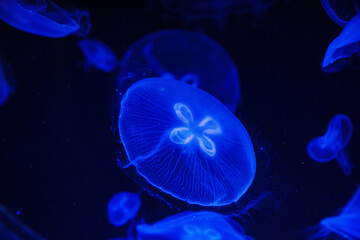 Eared aurelia, or eared jellyfish in the aquarium. 