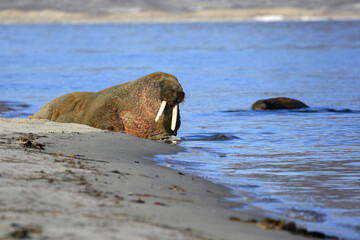 profil du morse qui surveille