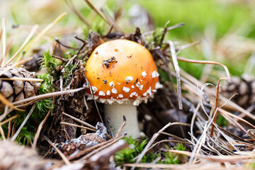 small amanita grows