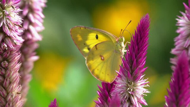 ケイトウの花の蜜を吸うモンキチョウ