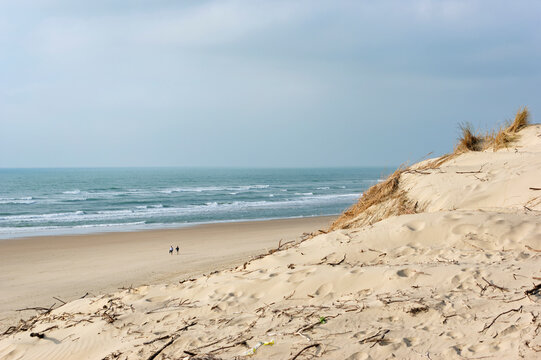 Sand dunes of the Coubre wild coast in Charente Maritime 