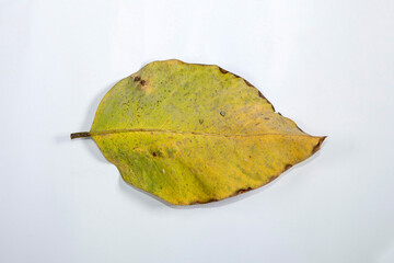 Naklejka premium Flat Lay Dead Dry leaf isolated on white background autumn leaves