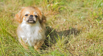 Cute and funny teenage Pekingese dog joyful. Best human friend. Pretty puppy dog in sunlight