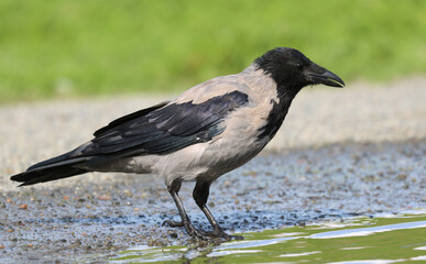 Hooded crow