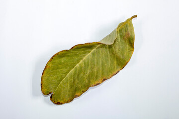 Flat Lay Dead Dry leaf isolated on white background autumn leaves