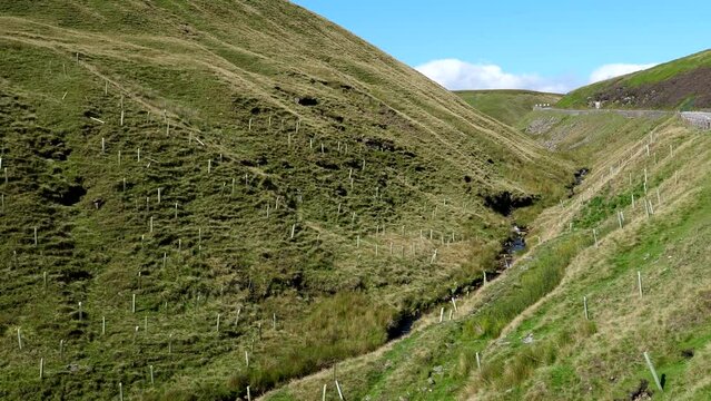 Panning shot of sapling trees on the slopes of hills at Snake Pass in Peak District National Park, England, United Kingdom.