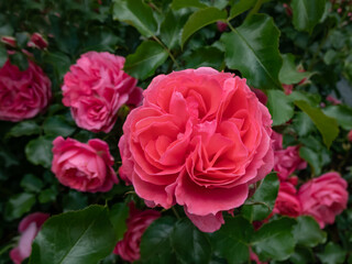 Rose 'Moin moin' or ' Pink Flower Circus' blooming in small clusters, with a double, cupped flower, 5 cm in diameter, consisting of 40 salmon pink petals