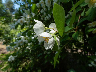 Close-up shot of bowl-shaped white flowers with prominent yellow stamens of the Sweet mock orange or English dogwood (Philadelphus coronarius) in summer