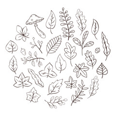 Hand Drawn Autumn Leaves Collection