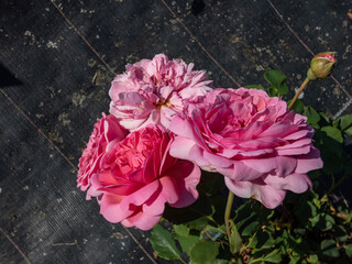 English Shrub Rose 'Princess Alexandra of Kent' with unusually large, bright pink flowers that are...