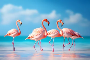  Pink flamingos bird in the lake. © Pacharee