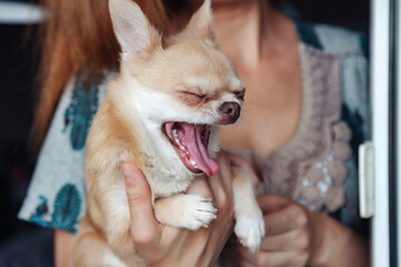 Close-up of funny yawn Chihuahua doggy in hands of woman owner, yawning mouth. Lovely lady with yawning dog Chihuahua at home, close up. Concept of pet love and family friendship. Copy ad text space