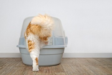 Funny longhair cat step inside a closed litter box. Horizontal image with copy space.	