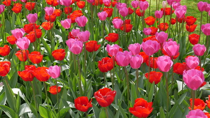 Flowers from Amsterdam XXX