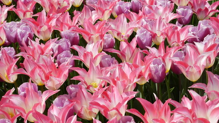 Flowers of Amsterdam XXX