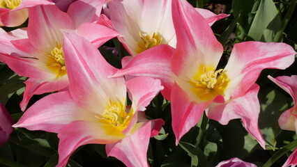 Flowers from Amsterdam XXX © Benjamin