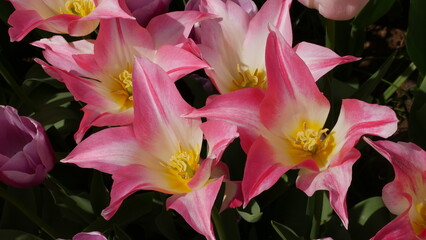 Flowers of Amsterdam XXX © Benjamin