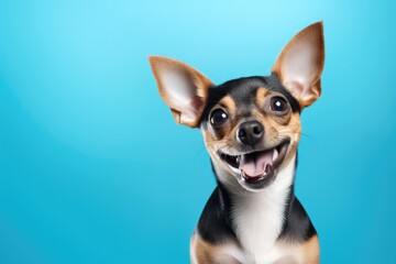 Naklejka na ściany i meble cute little miniature pinscher dog puppy on blue background