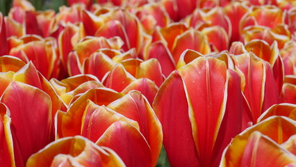Tulpen