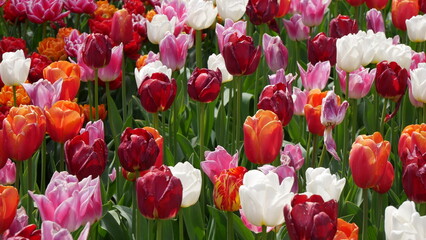 Tulpen aus Amsterdam