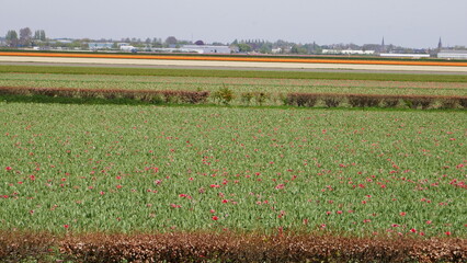Tulpen aus Amsterdam
