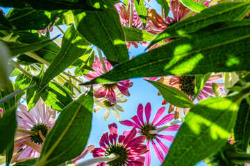 letnie kwiaty w słoneczny dzień widoczne od dołu z perspektywy owada - obrazy, fototapety, plakaty
