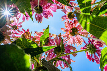 letnie kwiaty w słoneczny dzień widoczne od dołu z perspektywy owada - obrazy, fototapety, plakaty