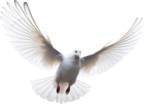 recommend clip art: Dove isolated on transparent background