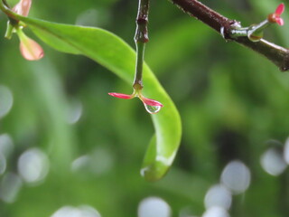 water drops on a branch of tree