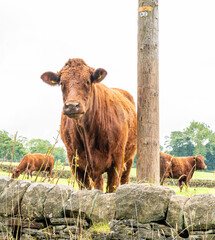 Hereford cow in a grass field - Big Sur
brown limousin cow in a field