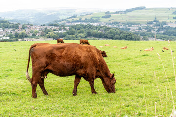 Hereford cow in a grass field - Big Sur
brown limousin cow in a field
