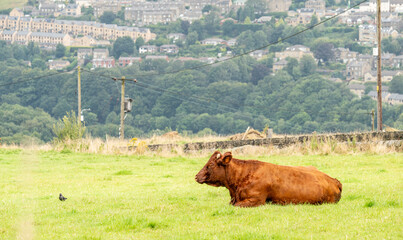 Hereford cow in a grass field - Big Sur
brown limousin cow in a field