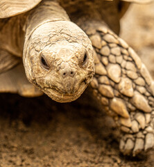 Portrait of a Stigmochelys pardalis, leopard tortoise, mountain tortoise Big giant wild turtle in the zoo