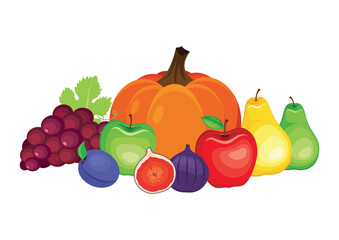Autumn harvest fruit still life vector illustration. Fresh apple, pear, pumpkin, grape, plum, fig fruit icon set vector isolated on a white background. Pile of autumn fruits drawing