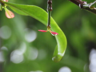 rain drops on leaves