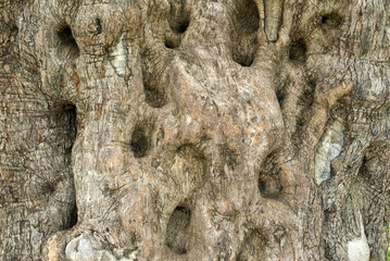 Olea europaea, Olivier, Ecorce, tronc