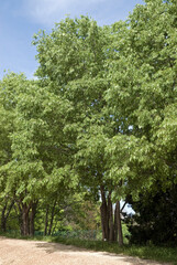 Celtis austrakis, Micocoulier